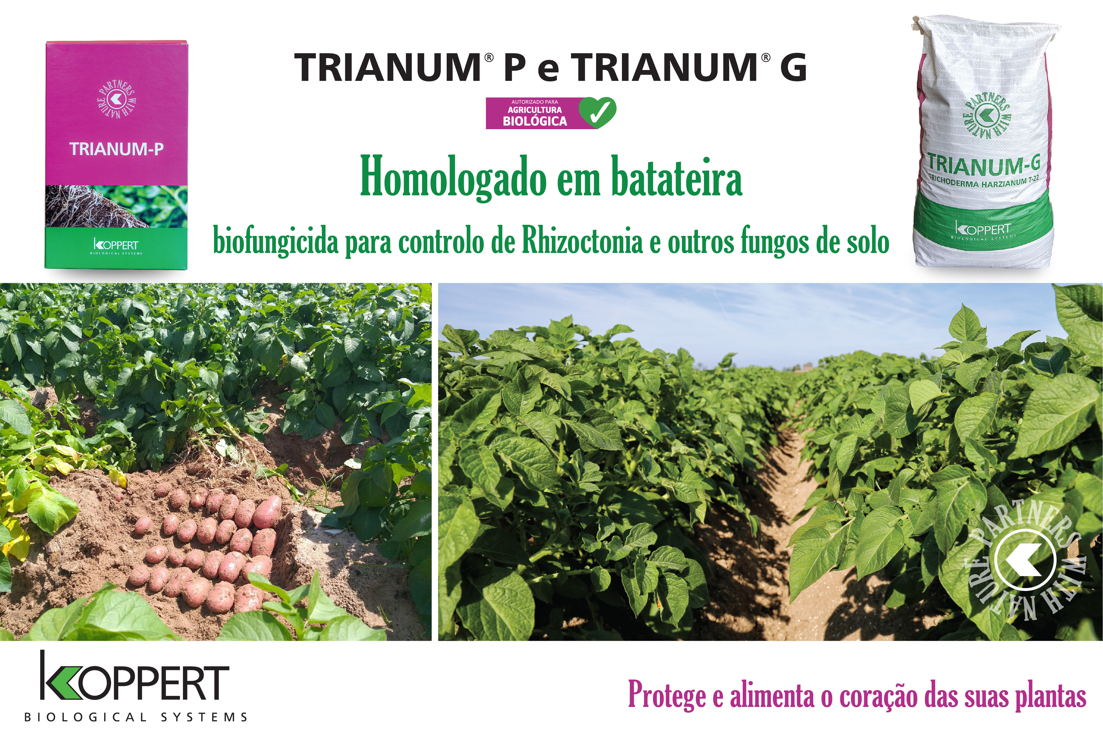 Trianum – fungicida biológico da Koppert obtém registo para controlo de fungos de solo em batateira